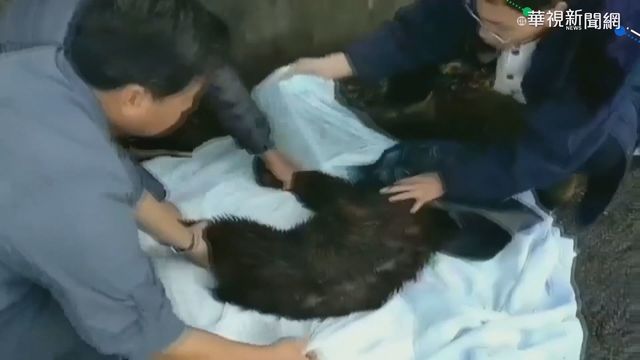 野山羊疑墜山坡尾椎斷裂 林管處救援