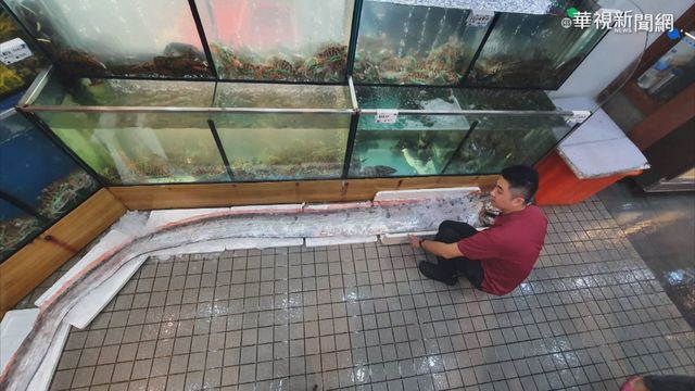 台東規模5.4震 五米長地震魚現身宜蘭