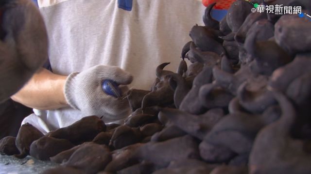 產業大缺工 菱角人氣商品上市遲1個月