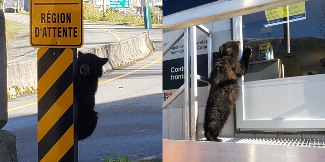 太可愛! 小熊越境被抓...沒帶證件不能過
