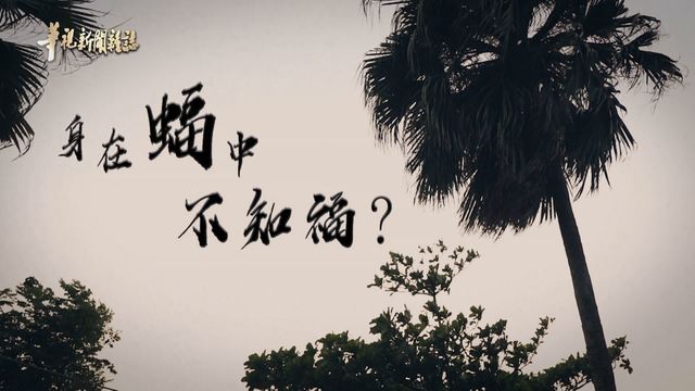 【華視台語新聞雜誌】得獎回顧 身在蝠中不知福？ 華文永續報導獎優等奬