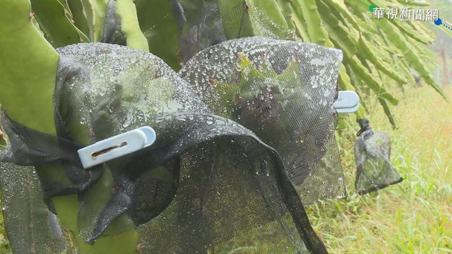 火龍果碩大香甜 果農夫妻聯手奪佳績