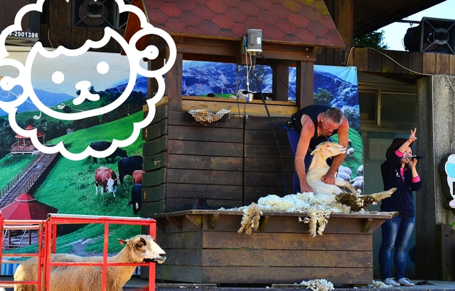 綿羊秀表演惹爭議！清境農境：不對綿羊開玩笑了