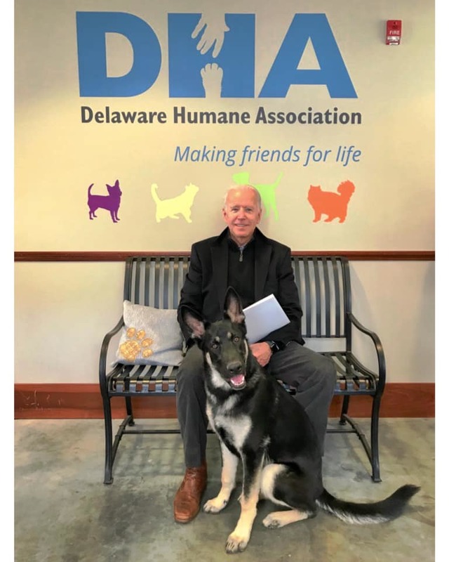 收容犬出頭天！拜登愛犬梅傑成「第一狗狗」