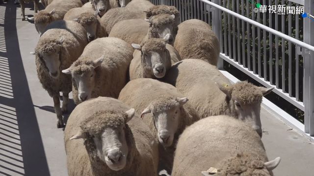 「趕羚羊草枝擺」挨告 他辯：清境農場都有啊