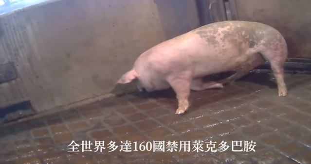 防檢局斥「瘦肉精豬顫抖」影片是假消息 國民黨回應了