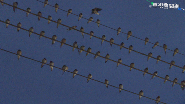 800隻燕子「大解放」 沒雨也要撐傘