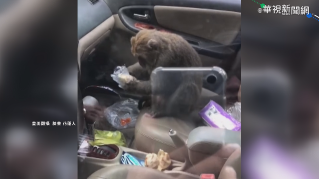 太魯閣彌猴闖轎車偷吃 同伴在外把風