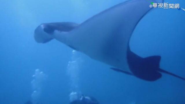 後壁湖現巨型鬼蝠魟 潛水客好驚喜