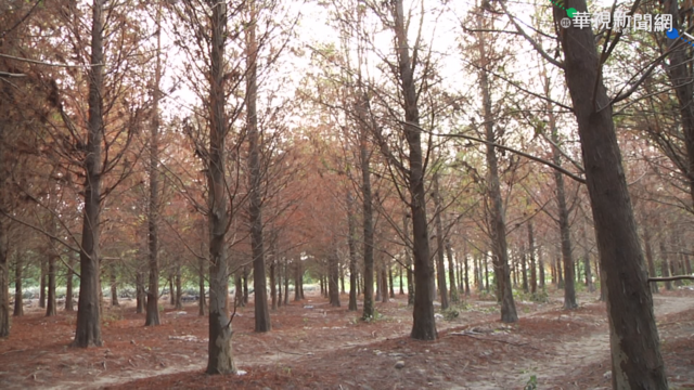 雲林落羽松轉紅 遊客趁平日賞美景