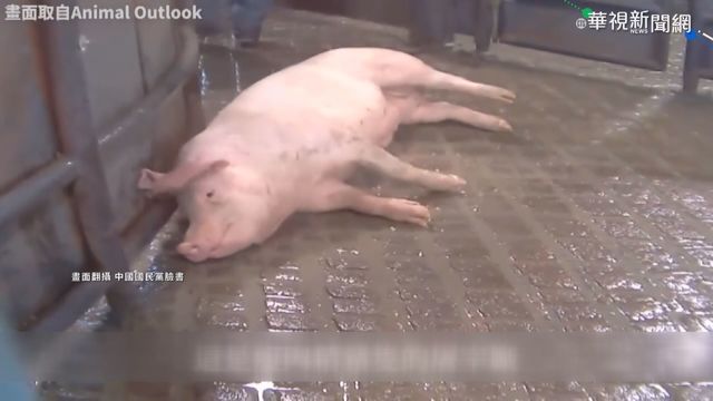 影片呈現萊豬抽搐 動保團體:只是推論