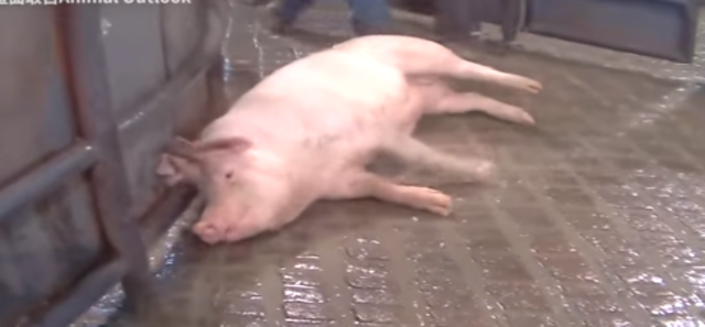 「豬隻抽搐片」被美動保打臉無關萊劑 國民黨4聲明回應