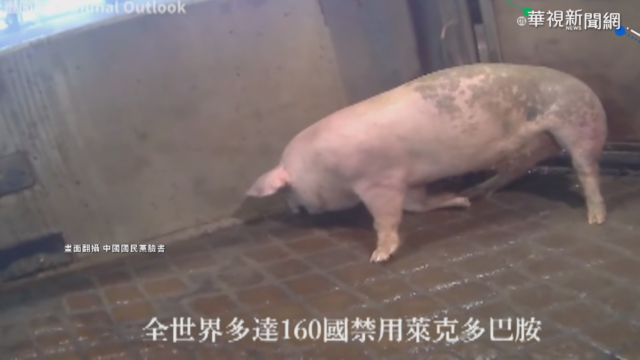 豬隻抽搐影片 動保團體:沒證據用萊劑