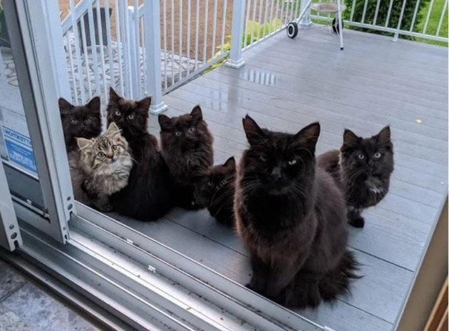 全家都來！女餵食流浪貓 數週後1隻變7隻