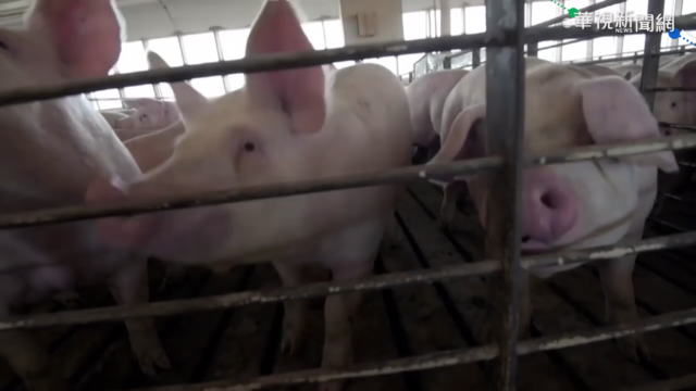 萊豬怎辨別? 鄧振中:推動產地標示