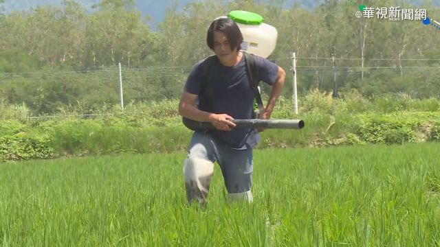 缺雨卑南溪乾枯 台東池上米恐減產