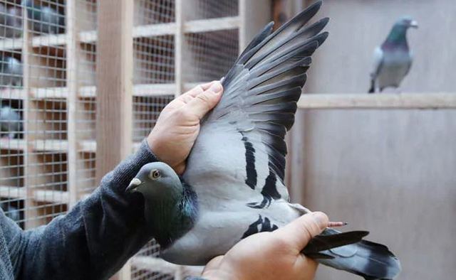 史上最貴賽鴿！落槌拍出天價「5400萬」