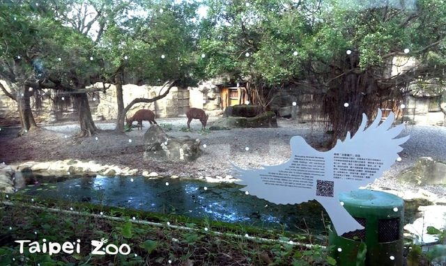 動物園玻璃白點不是髒！是「友善窗貼」防鳥誤撞