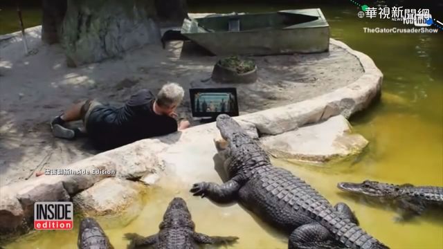 超像哥吉拉! 巨鱷佛州高球場散步