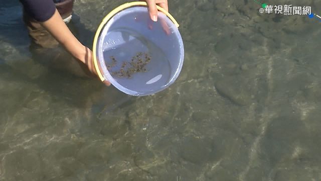 維護生態永續 台東富山放流魚.蝦苗