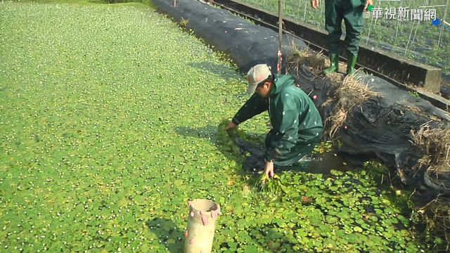 高雄美濃採野蓮 首引進｢外籍兵團｣