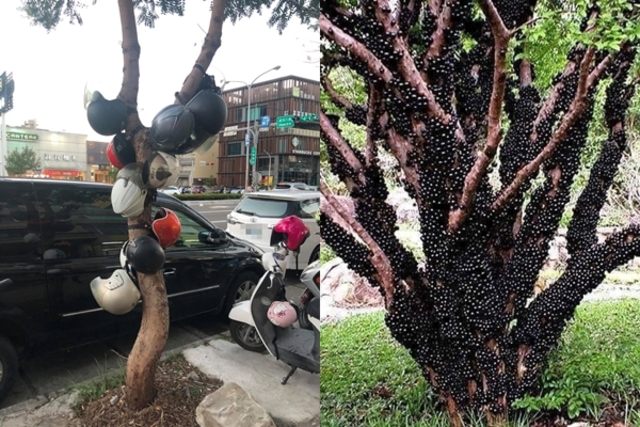 新竹路樹長超大果實？定睛一看...網笑爆：裝置藝術