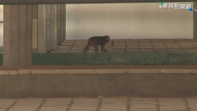 獼猴誤闖校園 農業局.警消聯手抓猴