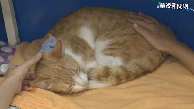 Youtube工程師更新版本紀錄 網起底「貓奴身分」笑翻