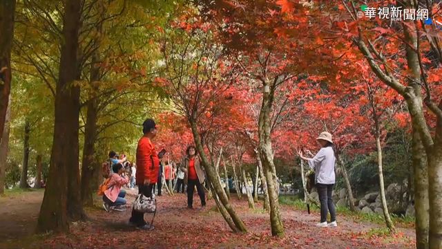 杉林溪楓紅絕美 12月前最佳觀賞期