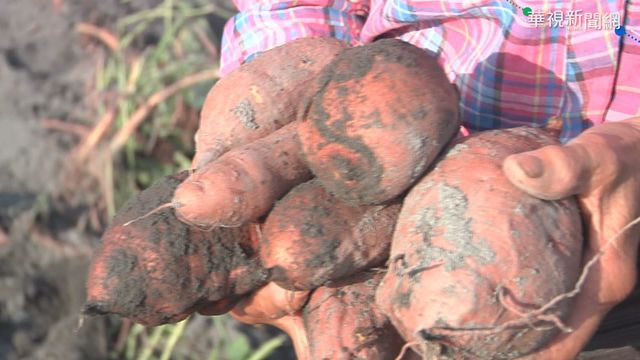 裂果嚴重+栽種增加 甘薯價格崩跌