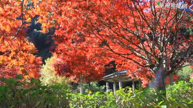 秋日限定美景 南投杉林溪楓紅絕美