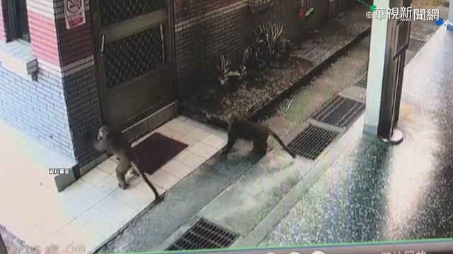 疑違法飼養 獼猴出沒雲林抽水站