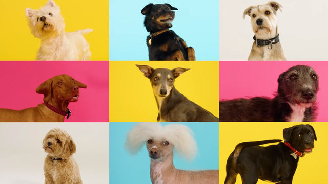 狗狗專屬的聖誕歌曲？科學家：狗聽了會開心幸福！