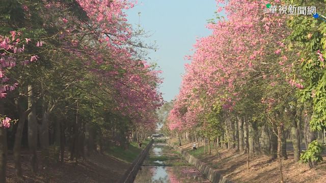 綿延2公里! 虎尾「美人櫻」盛開