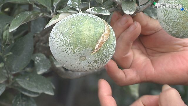 久旱不雨 台中東勢茂谷柑裂果嚴重