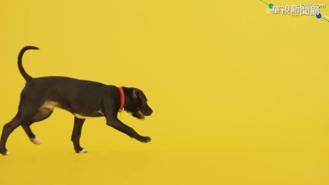 汪星人耶誕單曲 狗狗聽完感受幸福!