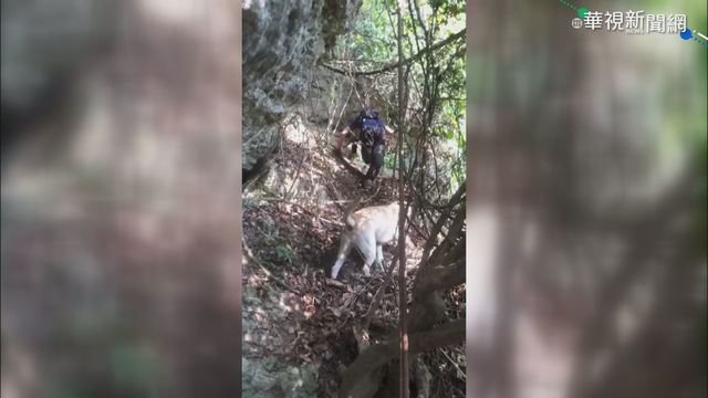 疑獨自登柴山 中鋼員工失聯5天