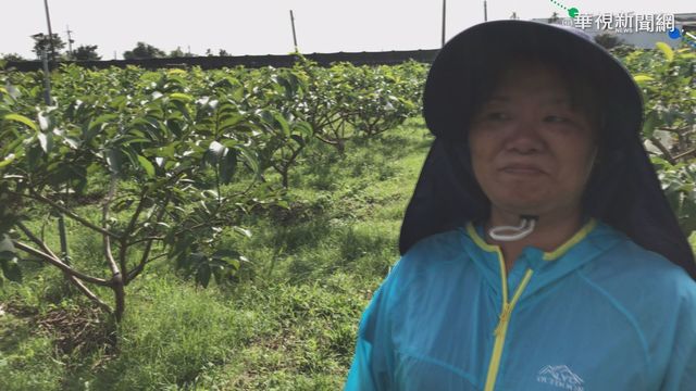 果園四度遭大盜洗劫 芭樂農氣炸報警