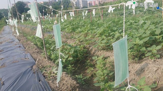 不只防疫! 高雄農夫掛口罩趕鳥