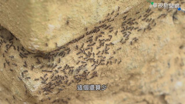 暖化+用藥過度 疣胸琉璃蟻數量失控