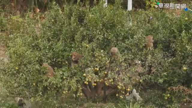 乾旱逼猴群下山 入侵果園啃橘子解渴