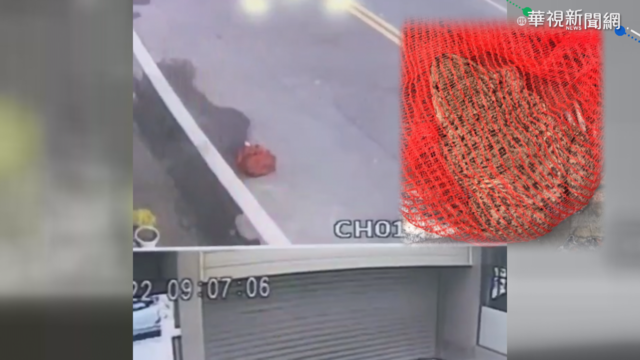 海底總動員翻版! 雲林青蛙大逃亡