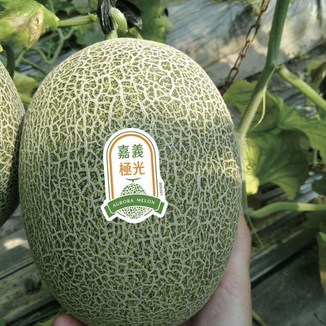 嘉義極光哈密瓜。(嘉縣府提供)
