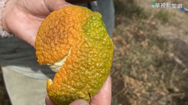 乾旱逼猴群下山 入侵果園啃橘子解渴