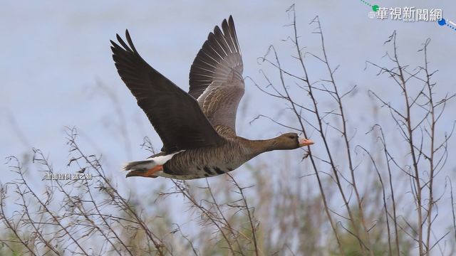 白額雁現蹤花蓮溪口 鳥友冒雨搶拍