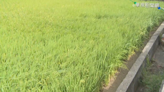 水情拉警報 嘉南一期稻作評估停灌