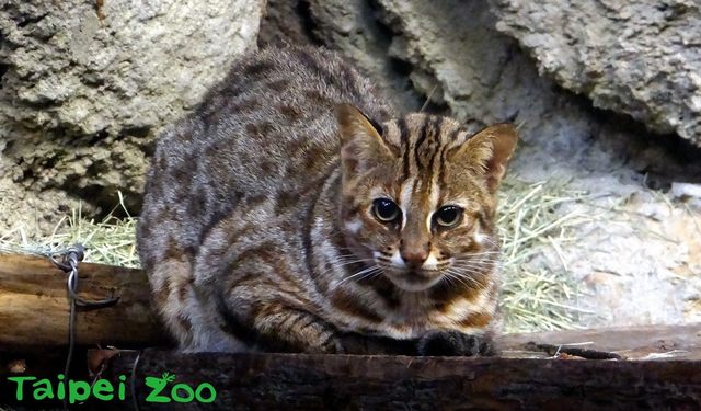 石虎「飛飛」不見！北市動物園證實「挖洞逃脫」