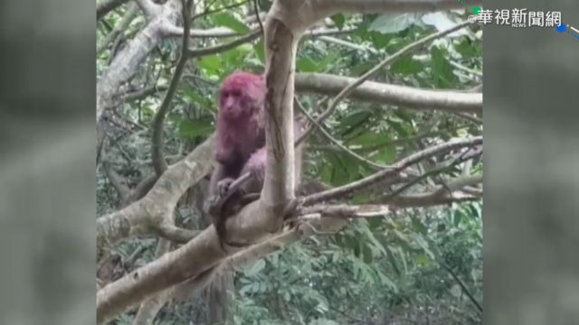 柴山斷掌獼猴遭人潑漆 抓到可罰1萬元