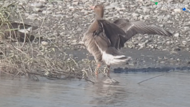 白額雁現身花蓮 賞鳥人士驚喜爭睹