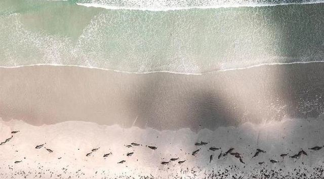 詭異！紐國小島大規模擱淺 131隻鯨豚慘死